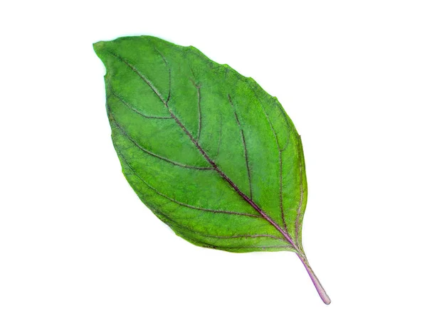 Hoja Albahaca Verde Fresca Aislada Sobre Fondo Blanco Cerca Hierba — Foto de Stock