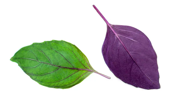 紫色和绿色的紫罗兰花在白色的背景上被隔离 罗勒药草顶部视图 平面拉 — 图库照片