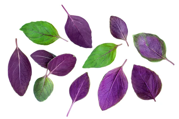 stock image Fluing Fresh basil herb leaves isolated on white background. Purple and green  Basil Top view. Flat lay.