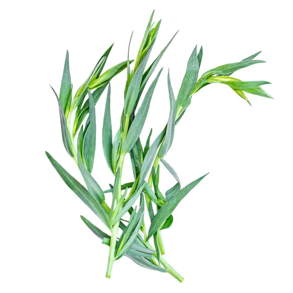 Tarragon Herbs Close Isolated White Background Top View Fresh Tarragon — Stock Photo, Image