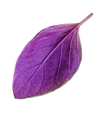 Mor fesleğen yaprağı beyaz arka planda izole edilmiş, yakın plan. Sana yakın fesleğen.