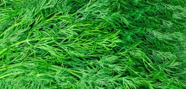 Dill. Taze dereotlu arka plan. Gıda bileşeni kalıbı