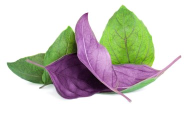 Fesleğen yaprakları beyaz arkaplanda yalıtılmış. Fesleğen otu 