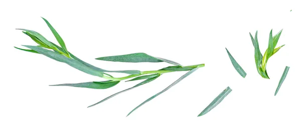 塔拉贡草本植物在白色背景下与外界紧密相连 顶部视图 新鲜的塔拉贡叶子 — 图库照片