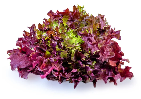 Salata Salatasını Beyaz Arka Planda Izole Eder Mor Marul Macr — Stok fotoğraf
