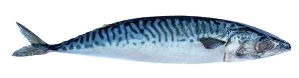 大西洋鲭鱼在白色背景上被隔离 挪威鲭鱼 Scomber Scombrus 新鲜生鱼片 — 图库照片