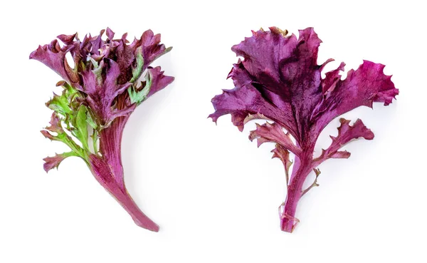 色拉叶子生菜在白色背景上被隔离 紫莴苣金黄 — 图库照片