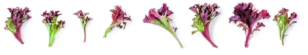 Kreativ Layout Salladsblad Sallad Isolerad Vit Bakgrund Purple Lettuce Låg — Stockfoto