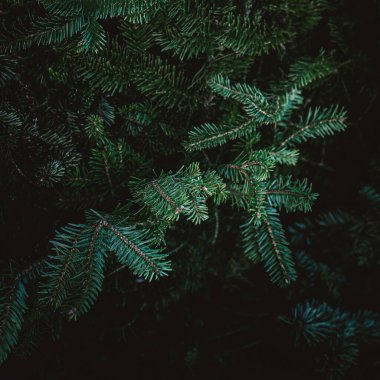 Noel ağacı dalları arka planda. Mutlu Noeller çam ağaçları duvar kağıdı. Kopyalama uzayı. Kapat şunu.