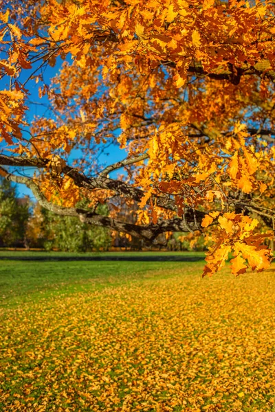 Herfstbos Met Gele Bomen Vallende Bladeren Natuurlijke Achtergrond Herfstlandschap — Stockfoto