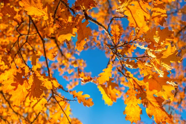 Autumn Leaves Blue Sky Background Autumn Foliage Park — Stock Photo, Image