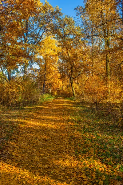 Herfstbos Met Gele Bomen Vallende Bladeren Natuurlijke Achtergrond Herfstblad Het — Stockfoto