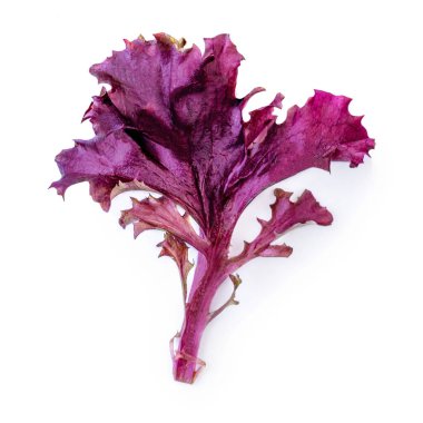 Taze Marul beyaz arka planda izole edilmiş. Bir kırmızı salata yaprağı macr