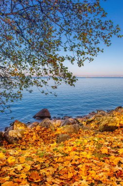 Sarı ağaçlı sonbahar ormanı. Düşen yapraklar doğal arkaplan. Sonbahar manzarası