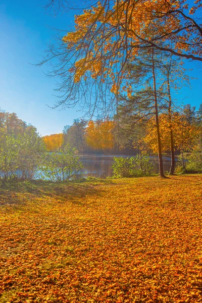 Herfstbos Met Gele Bomen Vallende Bladeren Natuurlijke Achtergrond Herfstlandschap — Stockfoto