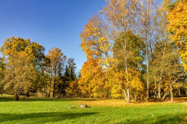 Parktaki altın ağaçlar