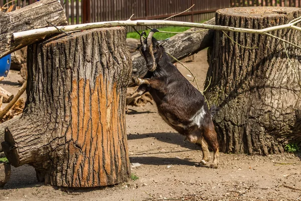 Cabra Zoológico — Foto de Stock