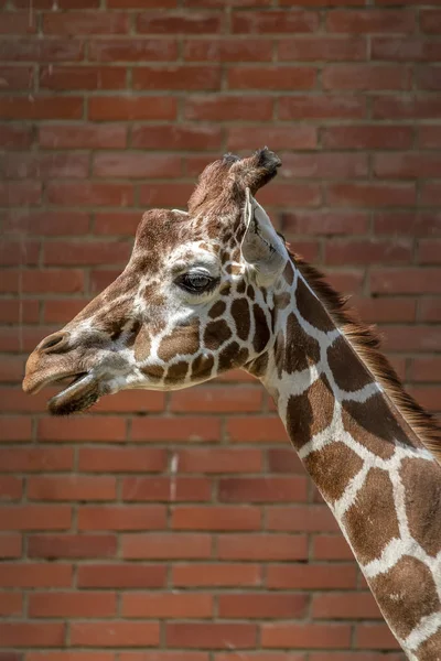 Testa Giraffa Vicino — Foto Stock