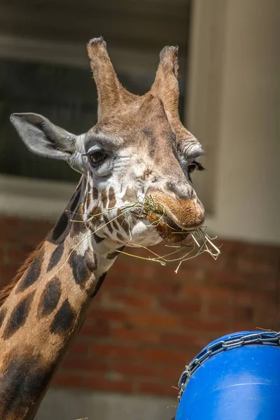 Giraff Äta Zoo — Stockfoto