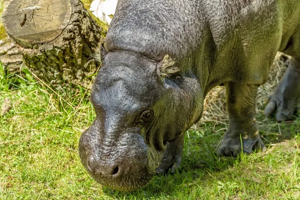 Hypotetiskt Deprimerad Zoo — Stockfoto