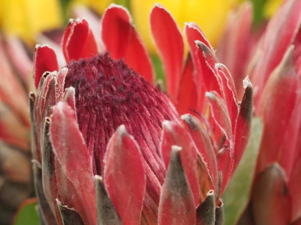 Protea Género Botânico Pertencente Família Proteus Alcachofra Protea Símbolo Nacional — Fotografia de Stock