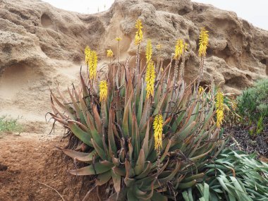   Kumtaşı arka plan üzerinde vahşi mavi agav.