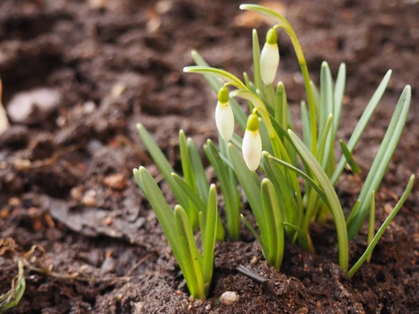 Baharın ilk çiçekleri-eysan.
