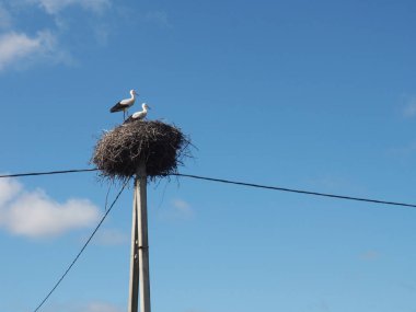  Beyaz Rusya 'da leylek yuvası.