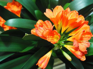 Ginger ateşli çiçekler şaşırtıcı. 