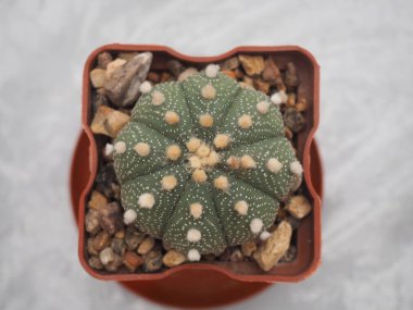 Yıldız kaktüs her zaman dikkatinizi çekecek.