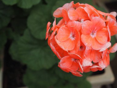 Coral Pelargonium alışılmadık görünüyor.