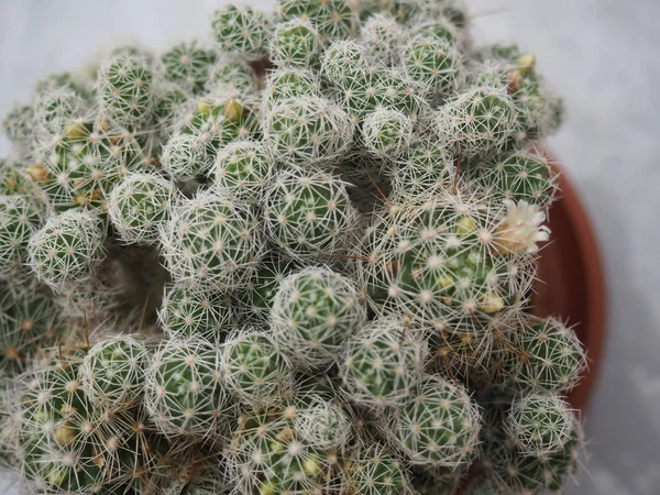 Comment Fleurit Cactus Peux Regarder — Photo