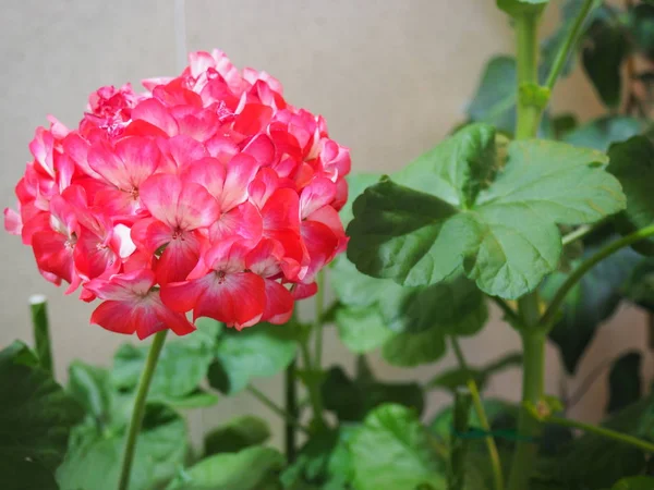 Bela Flor Pelargonium — Fotografia de Stock