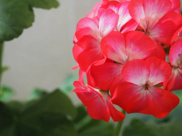 Pelargonium is a very elegant flower.