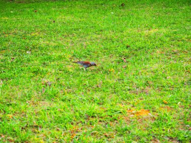 Bahar kuşu genç çimenlerin üzerinde ne kadar güzel görünüyor..