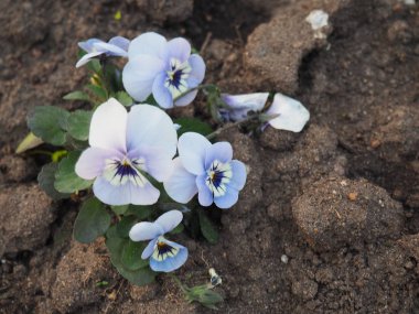 Ormanda menekşe güzel ilk çiçek bahara doğru açık.