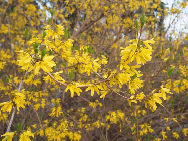 Gelbe Blüten Einem Strauch Zeitigen Frühling — Stockfoto