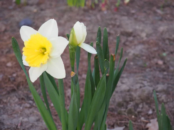 Een Mooie Eerste Bloem Van Narcissus Opent Naar Lente — Stockfoto