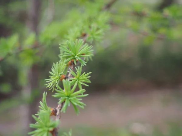 カラマツの最初の葉を持つ枝がどのように美しく見えるか — ストック写真