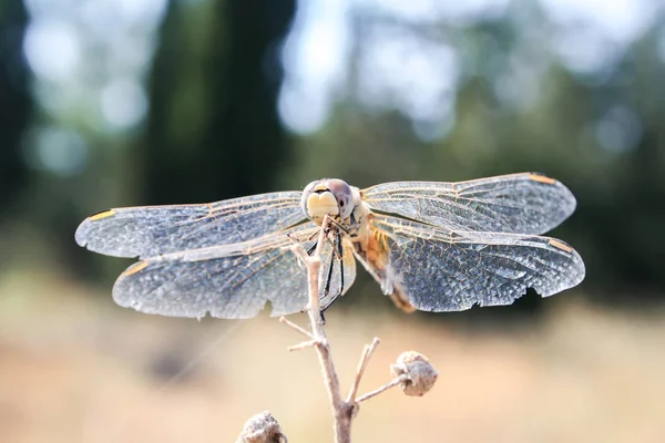 Dragonfly Που Κάθεται Ένα Αποξηραμένο Κλαδί Μακροεντολή — Φωτογραφία Αρχείου