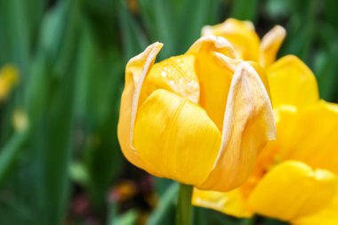 Aynı çiçek arka plan üzerinde çiğ Sarı Lale ile damla