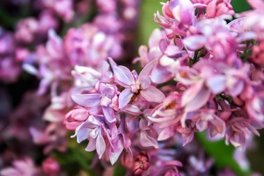 Lila çiçeklenme yakın çekim