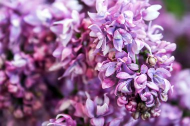 Lila çiçeklenme yakın çekim