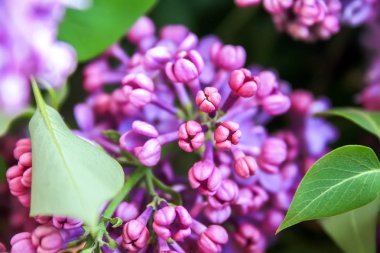 Lila çiçeklenme yakın çekim