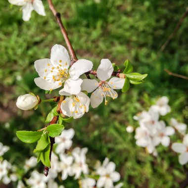Çiçeği içinde bir elma ağacının dalını