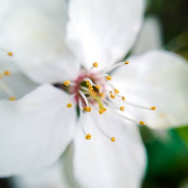 Elma çiçeği. Makro. Yumuşak odak