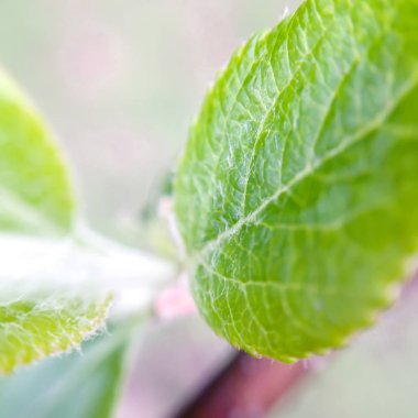 Elma ağacının yaprak. Makro