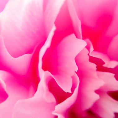 Şakayık yaprakları. Makro