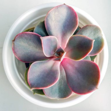 Pembe ve yeşil bir beyaz etli yakın çekim, en iyi görünümü pot