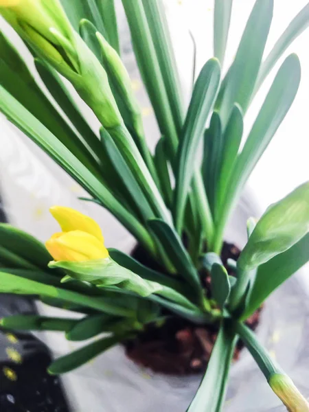 Stonky Bud Žluté Narcisy Květináči Okenním Parapetu — Stock fotografie